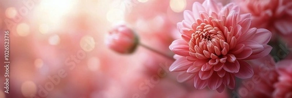 Fototapeta Beautiful pink chrysanthemums blooming in a garden on a sunny day in early spring
