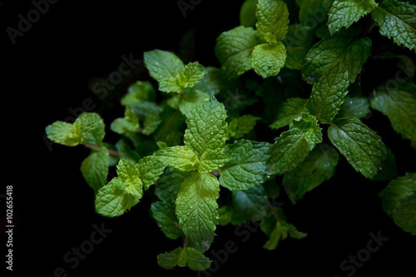 Obraz fresh mint in field on black background