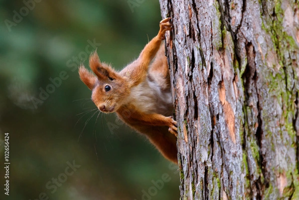 Obraz Squirrel observer from the tree