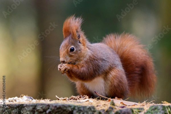 Obraz Squirrel and snack on the stump