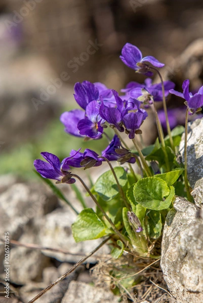 Obraz Lilac violets bloom in nature