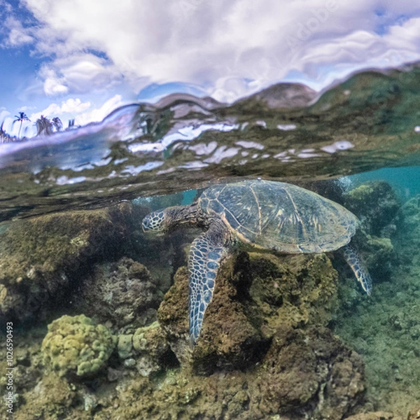 Obraz Maui Turtle Having Breakfast