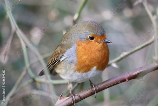 Fototapeta A small bird with orange and brown feathers is perched confidently on a thorny branch, surrounded by a blurred green and brown background of foliage.