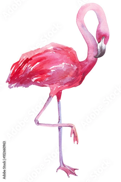 Fototapeta Akwarela ilustracja Flamingo