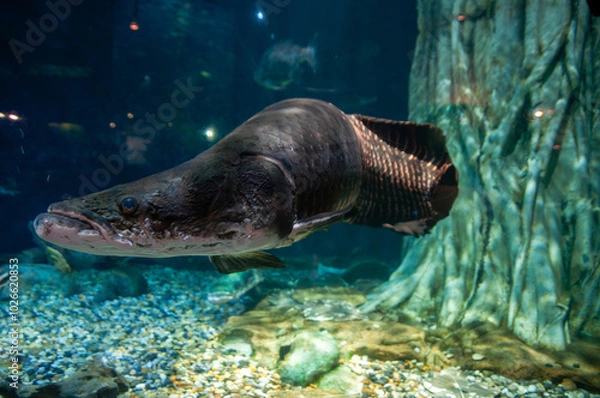 Fototapeta Arapaima gigas, also known simply as Arapaima or pirarucu