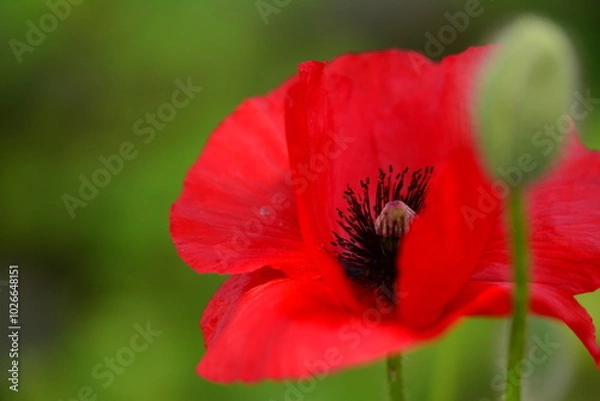 Fototapeta Mohn