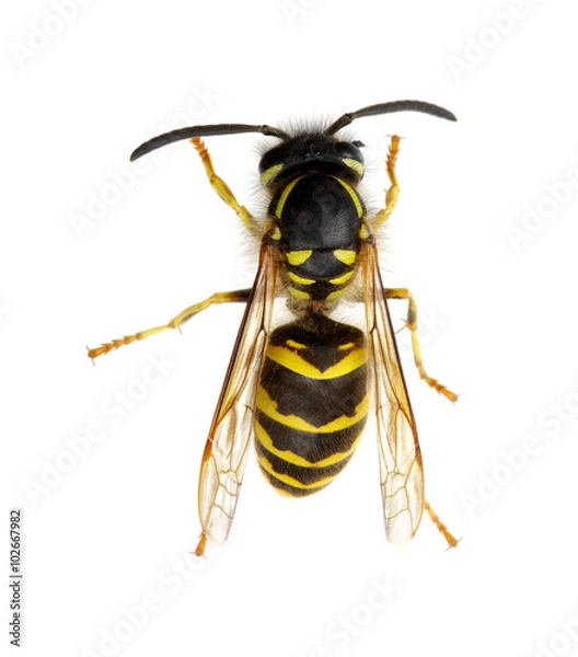 Fototapeta wasp isolated on white