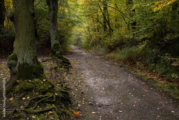 Fototapeta A romantic autumn fairy full of colors, comfort and tranquility. A beautiful place for a peaceful walk.