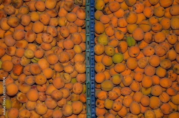 Fototapeta The border of two boxes with apricots runs vertically.