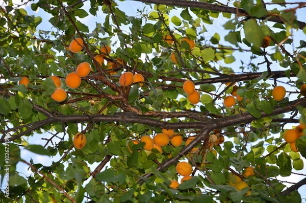 Fototapeta Branch of an apricot tree with sparsely growing fruits.