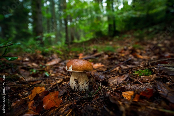 Obraz Boletus edulis also known as king bolete or penny bun. Boletus in mixed forest. Autumn in wild nature. One of the safest wild mushrooms to pick for food. Delicious mushroom in natural habitat.