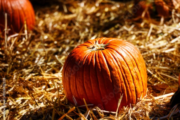 Obraz Light playing on a pumpkin.