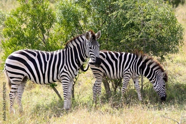 Obraz Zebra Krugerpark