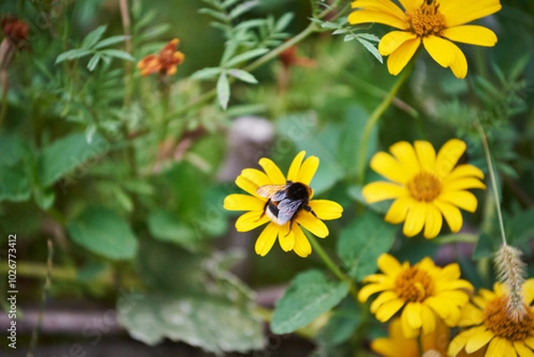 Fototapeta Beautiful yellow flowers of Heliopsis helianthoides bloom in a garden. Close-up of a bee on a yellow false sunflower (or smooth oxeye)