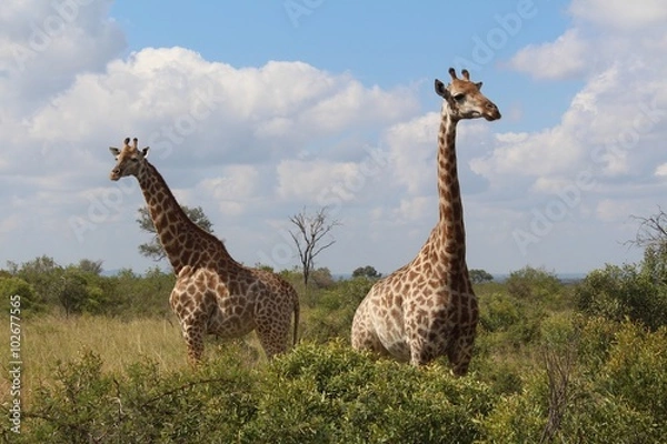 Obraz Giraffe Krugerpark