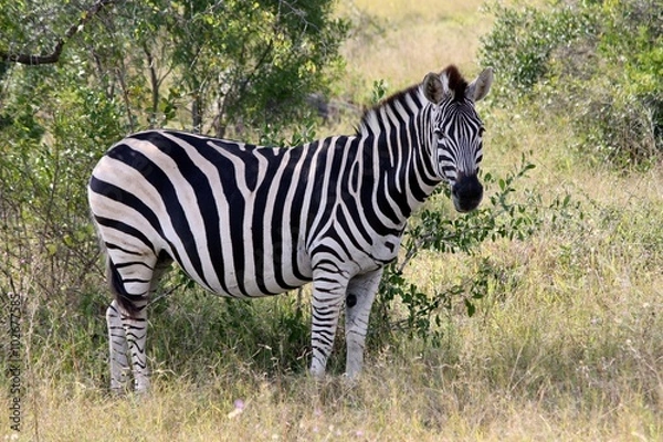 Obraz Krugerpark zebra