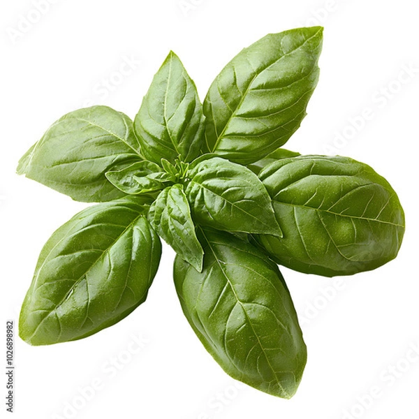 Obraz Fresh Green Basil Leaves Isolated on White Background