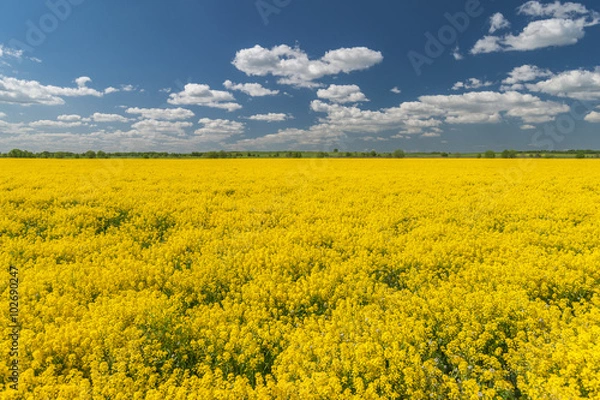 Fototapeta Yellow rape field