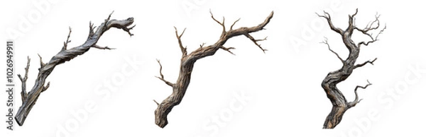 Fototapeta Unique Natural Twisted Tree Branches for Design Projects Isolated on Transparent Background