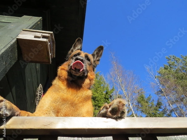 Obraz German shepherd