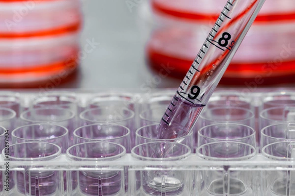 Fototapeta Culturing cells in a 24 well plate in a biosafety cabinet.