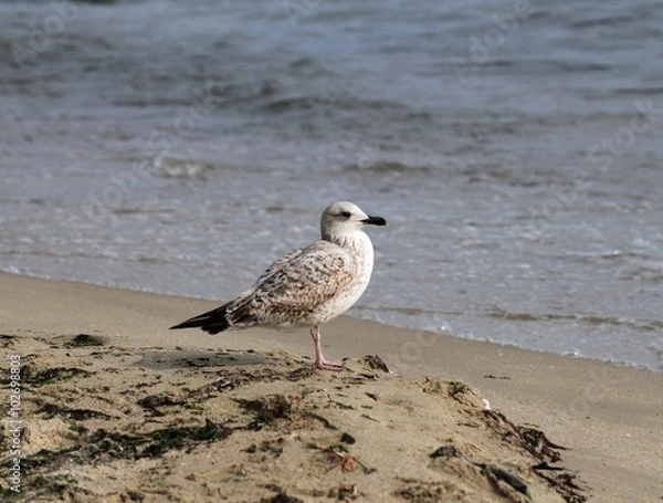 Obraz Птенец серебристой чайки на берегу моря