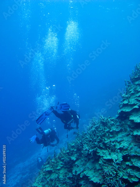 Obraz Scuba diving in the deep blue sea