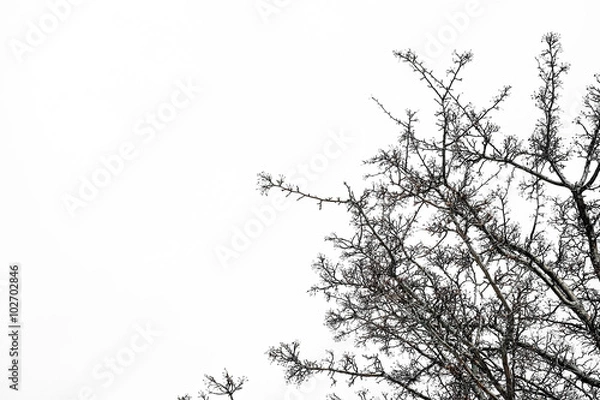 Fototapeta isolated branch