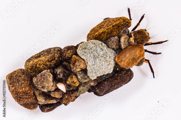 Fototapeta Larwa w osłonce