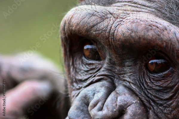 Fototapeta Chimpanzee
