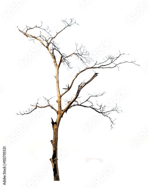 Obraz burned leafless tree on white background
