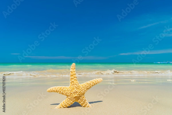 Fototapeta Starfish at the beach