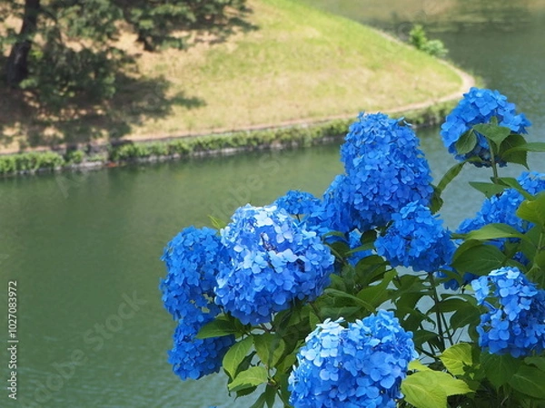 Fototapeta 青いアジサイと濠