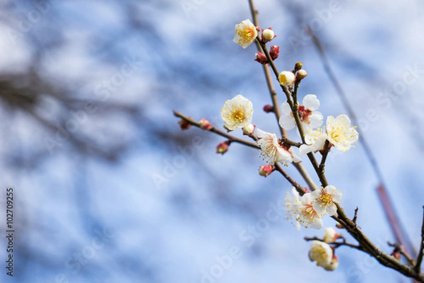 Obraz plum blossom
