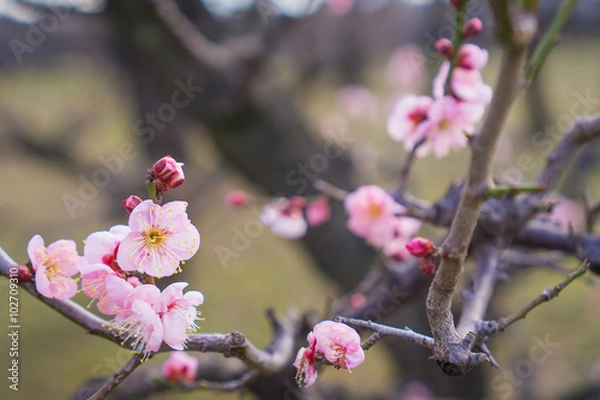 Obraz plum blossom