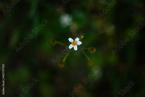 Fototapeta small white flower 