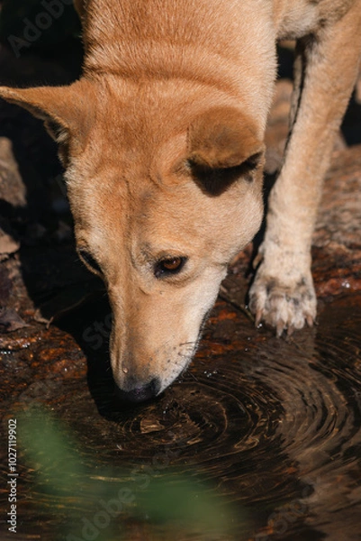 Obraz dog drinking water