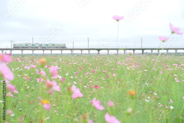 Fototapeta コスモスと電車と曇り空