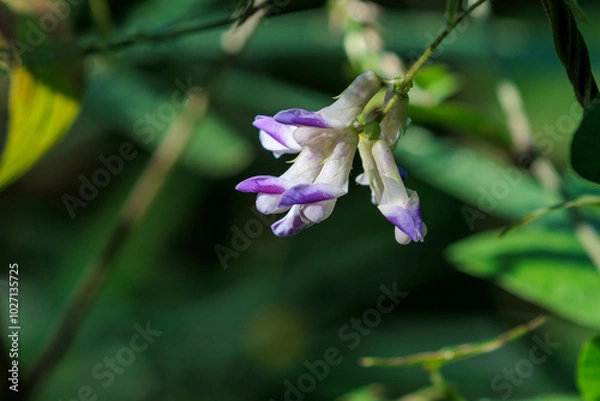 Fototapeta 山に咲くヤブマメの花
