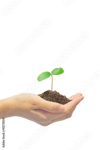 Obraz 手の上の双葉