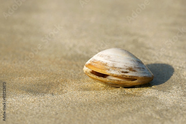 Fototapeta Isolated clam on sand