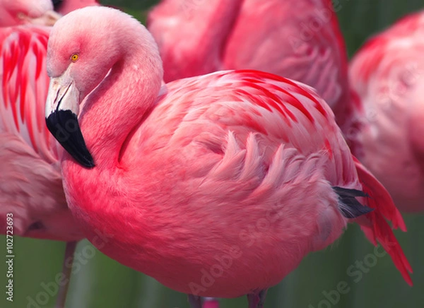 Obraz Flamingos