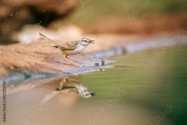 Fototapeta Black chested Prinia bathing in waterhole with reflection in Kruger National park, South Africa ; Specie Prinia flavicans family of Cisticolidae