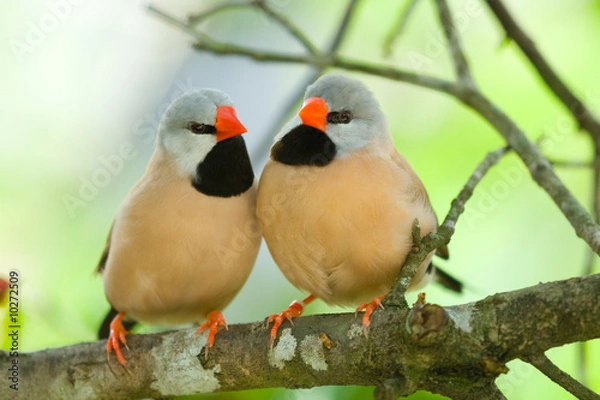 Obraz Long-tailed Finch couple