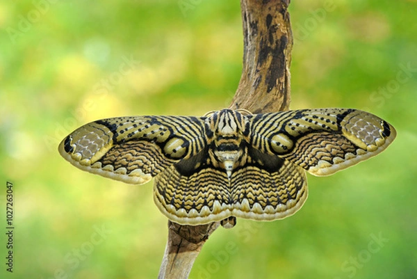 Fototapeta Brahmaspinner