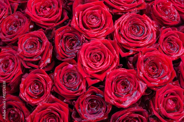 Obraz rose rosse