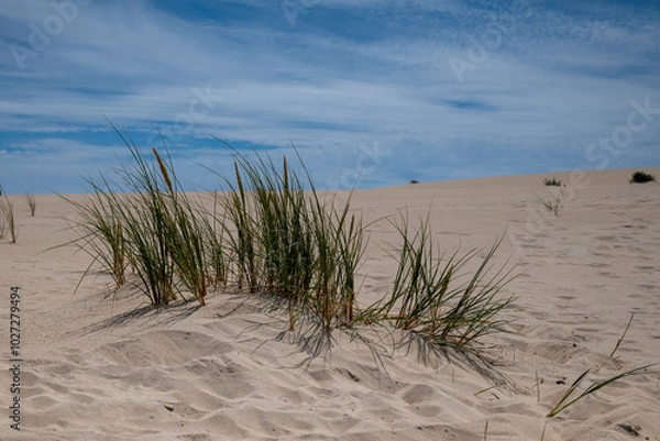 Obraz oyat sur une dune