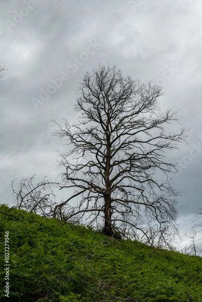 Obraz un arbre nu sur une hauteur
