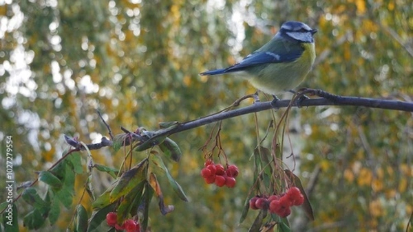Fototapeta Blue tit on a rowan branch in the forest..