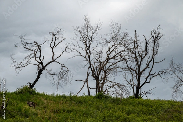 Obraz silhouettes d'arbres nus